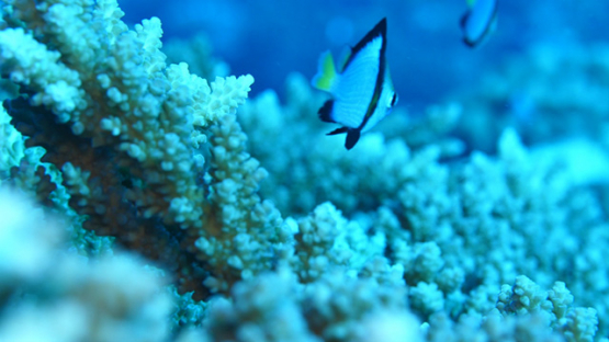 Moorea, macro shot of coral and damsel fishes, 4K UHD