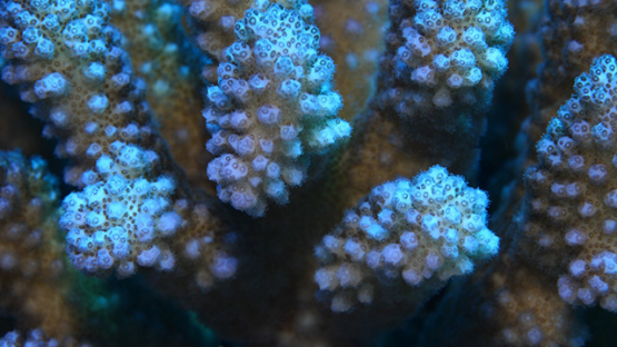 Moorea, macro shot of coral acropora and polypes, 4K UHD
