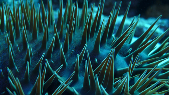 Spines of Crown of thorns starfish shot macro, 4K UHD, Moorea