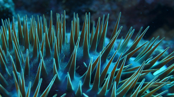 Spines of Crown of thorns starfish shot macro, 4K UHD, Moorea