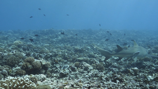 Moorea, coral reef, tropical fishes and lemon shark, French Polynesia, 4K UHD