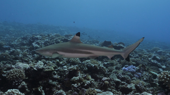 Moorea, black tip lagoon shark over the coral reef, French Polynesia, 4K UHD
