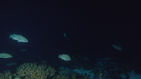 Fakarava, marbled groupers spawning at night, 4K UHD