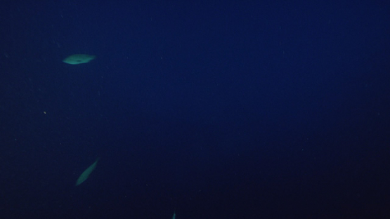 Fakarava, marbled groupers spawning at night in the pass, 4K UHD