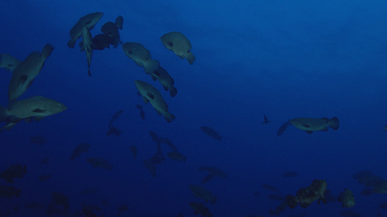 Fakarava, marbled groupers spawning at night in the pass, 4K UHD