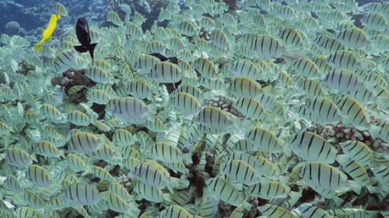 Manihi, huge group of convict tang surgeon fishes evolving over the coral reef, 4K UHD
