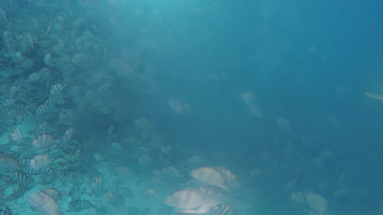Fakarava, convict tang fishes spawning while grey sharks hunting, 2K7