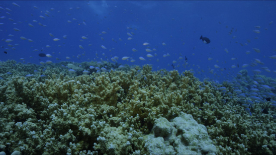 Tikehau, Neon damsel fishes in the coral, 4K UHD