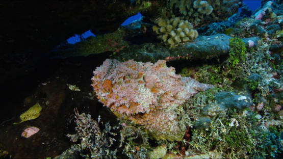Rangiroa, Stone fish under a coral formation, 4K UHD