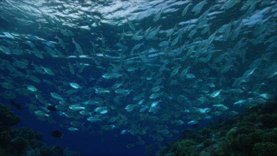 Rangiroa, flag fishes close to the reef, 4K UHD