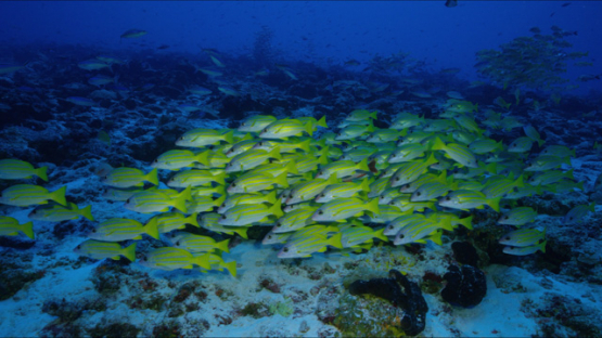 Rangiroa, blue lined yellow snappers over the coral reef in the pass, 4K UHD