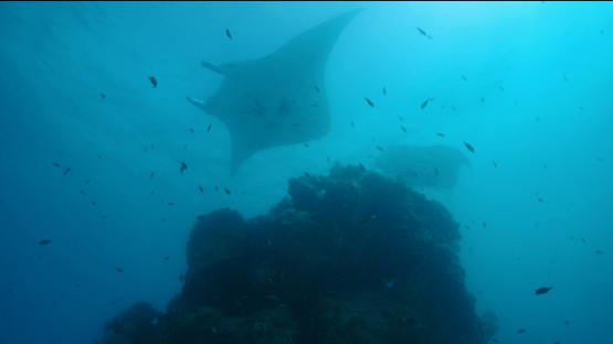 Tikehau, manta rays mating, males chasing a female, 4K UHD