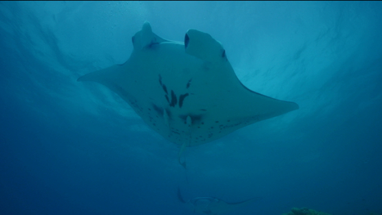 Tikehau, manta rays mating, males chasing a female over the camera, 4K UHD