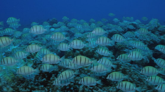 Tikehau, group of convict tang surgeon fishes evolving over the coral reef, 4K UHD