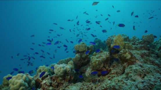 Tikehau, Blue Damsel fishes in the coral, 4K UHD