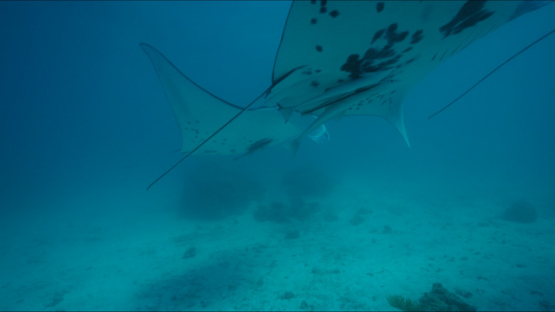 Tikehau, three Manta rays swimming in the lagoon, 4K UHD