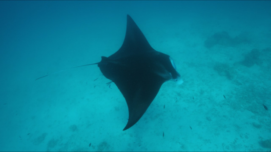 Tikehau, Manta ray swimming in the lagoon, 4K UHD