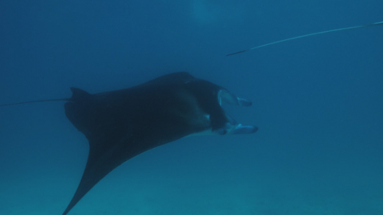 Tikehau, Four Manta rays swimming in the lagoon, 4K UHD