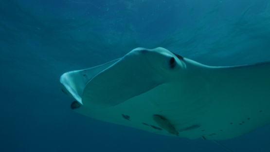 Tikehau, Manta ray swimming in the lagoon over the camera, 4K UHD