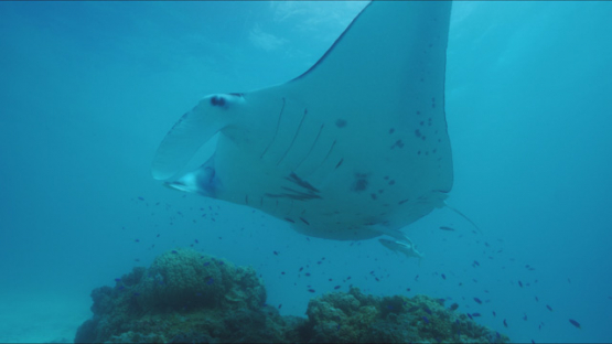 Tikehau, Manta ray swimming with remoras in the lagoon, 4K UHD