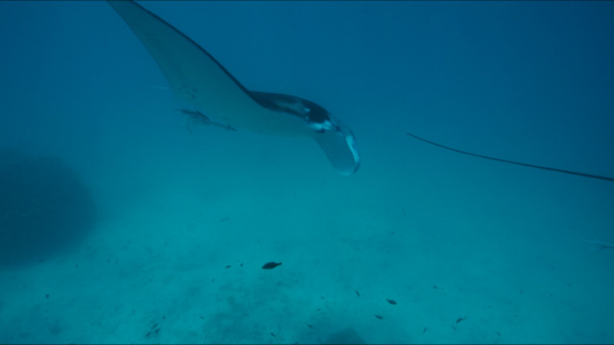 Tikehau, Two Manta rays swimming in the lagoon, 4K UHD