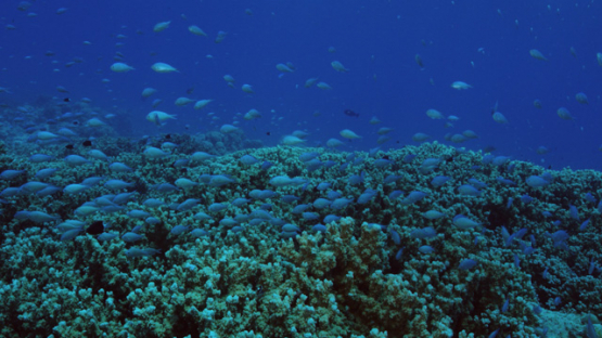 Tikehau, Blue damsel fishes over the coral, 4K UHD