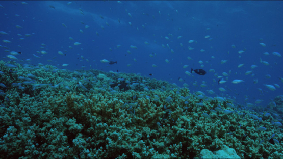 Tikehau, Neon damsel fishes over the coral, 4K UHD
