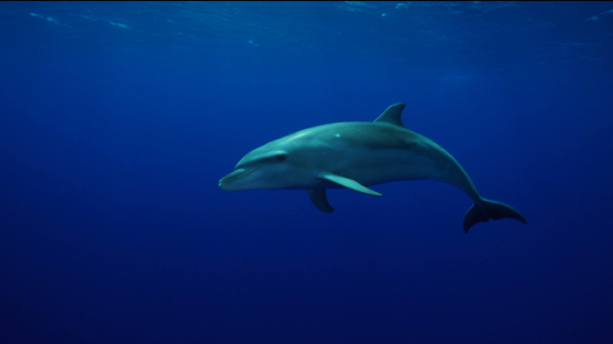Rangiroa, Dolphin tursiops playing front of the camera, 4K UHD