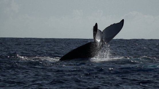 Humpback whale hiting the tail on the surface, Moorea