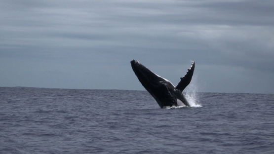 Humpback whale jumping out of the ocean, Moorea