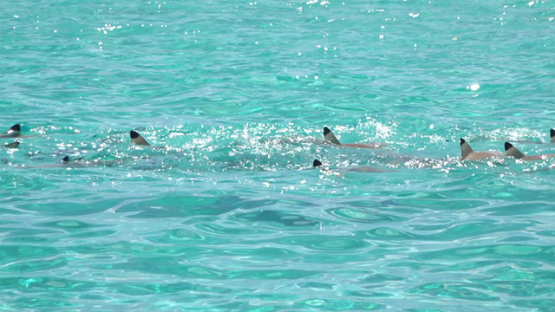  Black tip sharks hunting convict tang fishes mating in the lagoon