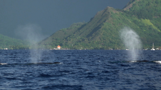 Two humpback whales blowing at the surface, Moorea in the background