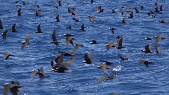 Marine birds, brown noddi, hunting over the ocean Moorea