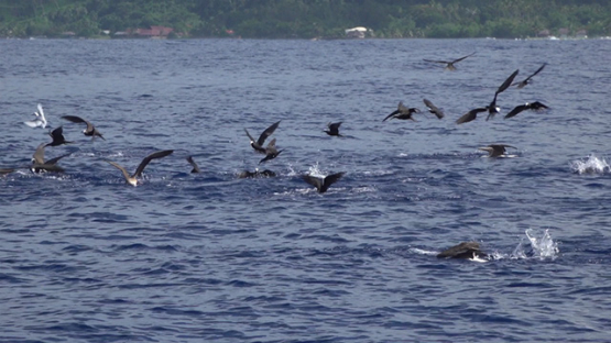 Marine birds, brown noddi, hunting over the ocean Moorea