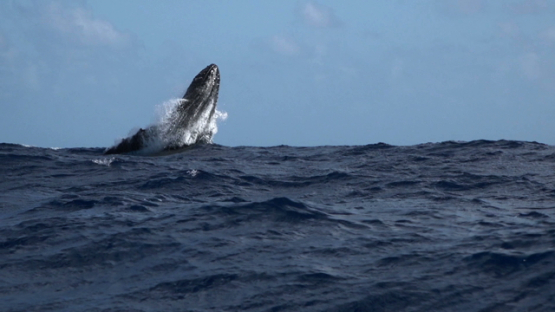 Humpback whale jumping out of the ocean, Moorea