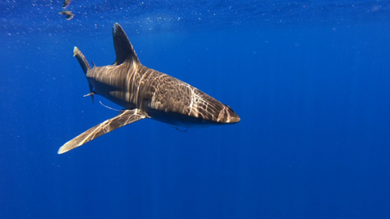 Oceanic shark swimming close to camera, Moorea, French Polynesia