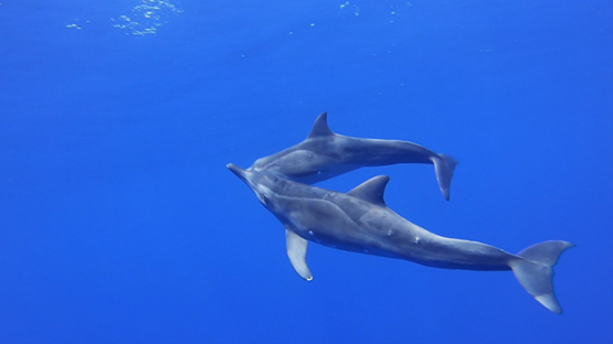 Couple of Spinner dolphins swimming from the surface, Moorea