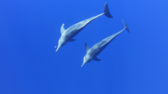 Couple of Spinner dolphins in the ocean, Moorea