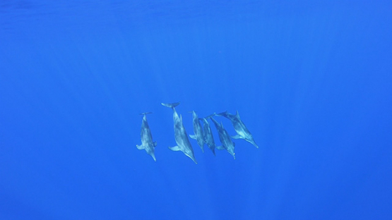 Group of six Spinner dolphins in the ocean, Moorea
