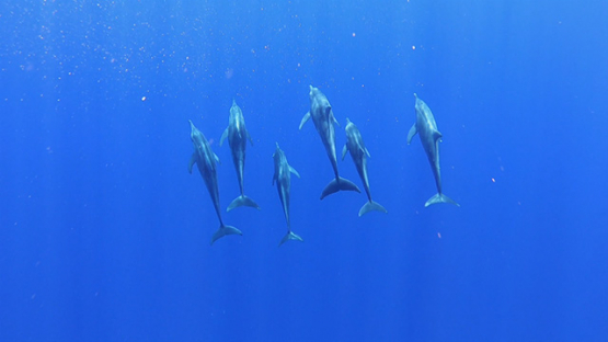 Six Spinner dolphins in the ocean, Moorea