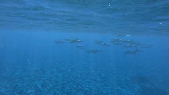 Spinner dolphins in the ocean, Moorea