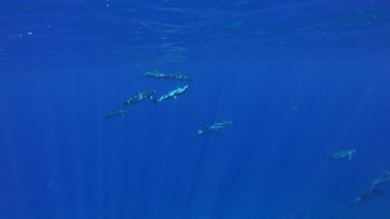 Group of nine Spinner dolphins in the ocean, Moorea