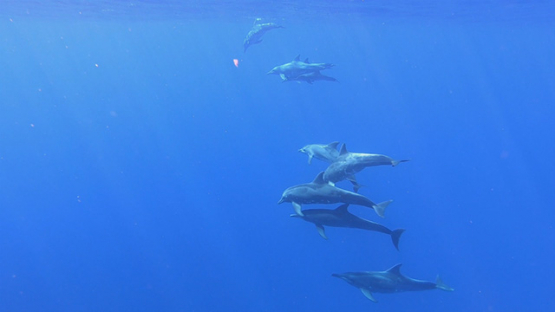 Group of Spinner dolphins in the ocean, Moorea