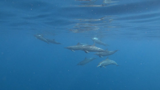 Spinner dolphins swimming and playing in the ocean, Moorea