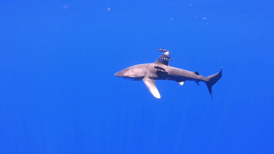 Oceanic shark swimming in the ocean, Moorea, French Polynesia