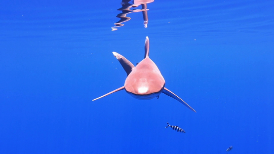 Oceanic shark swimming close to camera, Moorea, French Polynesia