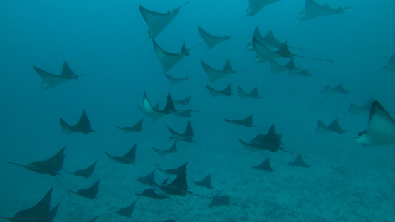 Moorea, group of eagle rays in the lagoon