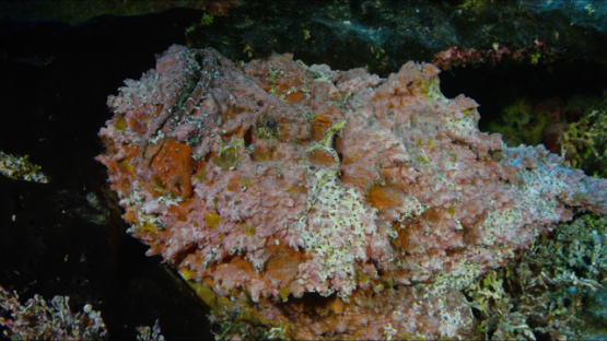 Rangiroa, stone fish waiting under a coral formation, 4K UHD