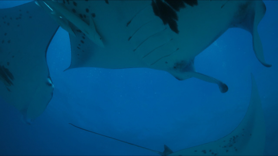 Tikehau, Manta rays swimming in the lagoon, 4K UHD