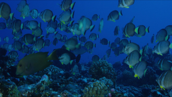 Rangiroa, whitespotted surgeonfishes schooling over the reef, 4K UHD